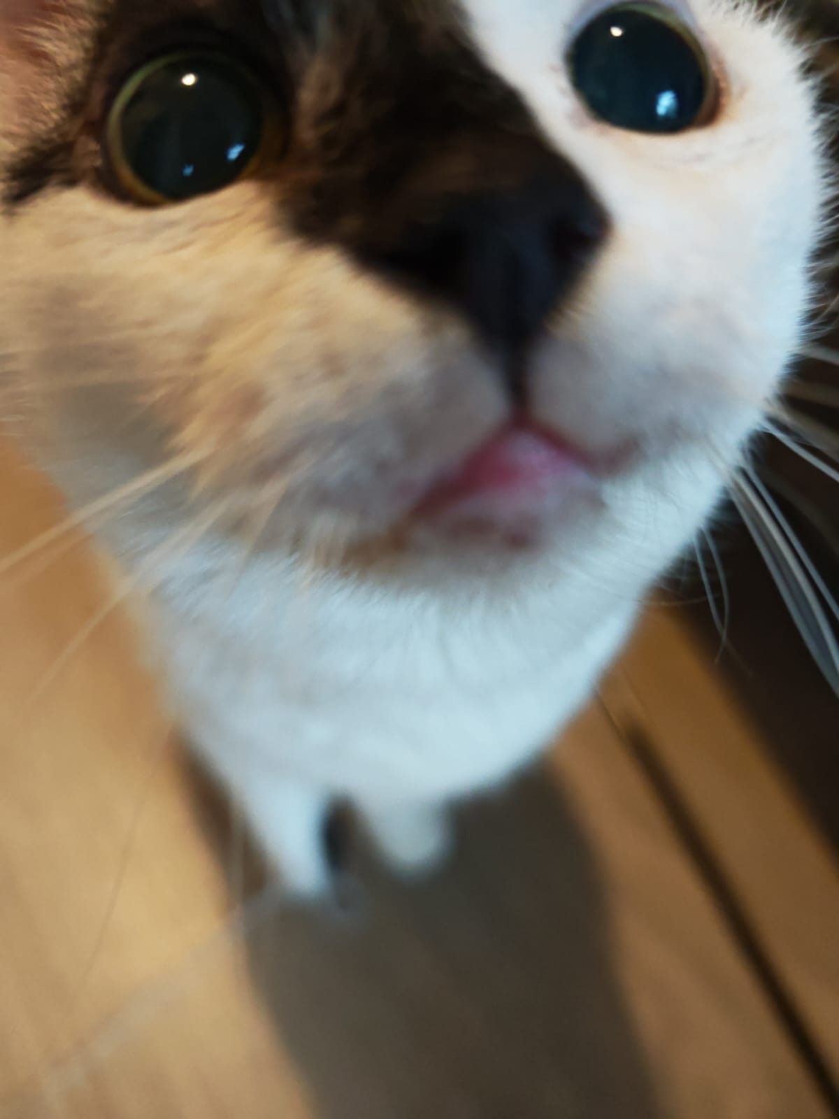 Rakkie the Jungle Kitten Cat